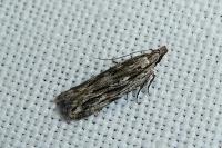 Anarsia innoxiella