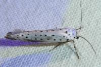 Yponomeuta irrorella