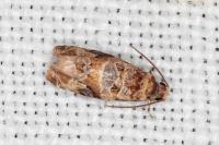 Lobesia botrana