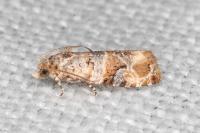 Lobesia botrana