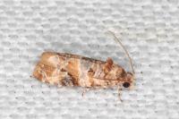 Lobesia botrana