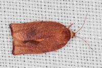 Cacoecimorpha pronubana