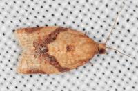 Clepsis consimilana