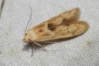 Blastobasis lacticolella