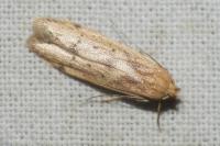 Blastobasis lacticolella