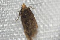 Bryotropha