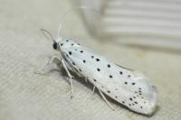 Yponomeuta