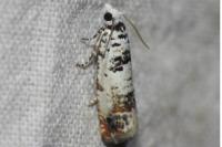 Eucosma campoliliana