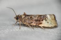 Hedya nubiferana