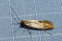 Tinea semifulvella