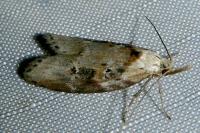 Anchinia daphnella
