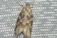 Cnephasia