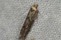 Blastobasis adustella