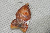Acleris holmiana