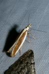Dichomeris marginella