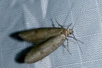 Agnoea josephinae/flavifrontella