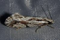 Archinemapogon yildizae