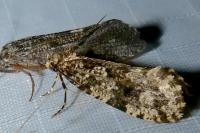 Montescardia tessulatella
