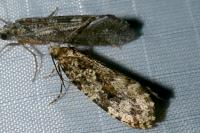 Montescardia tessulatella