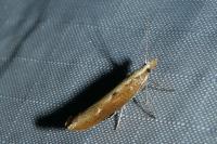 Ypsolopha falcella