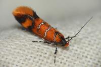 Promalactis procerella