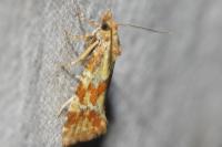 Aethes hartmanniana
