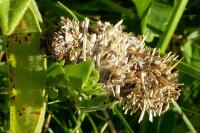 Ptilocephala pyrenaella pyrenaella