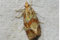 Aethes hartmanniana