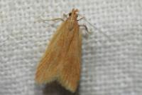 Helcystogramma rufescens