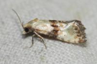 Eupoecilia angustana