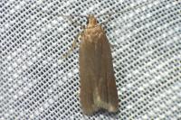 Acompsia cinerella