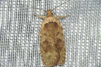 Agonopterix