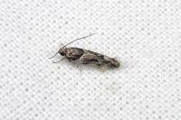 Recurvaria nanella