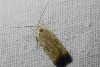 Agonopterix nervosa