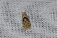 Phalonidia manniana/udana