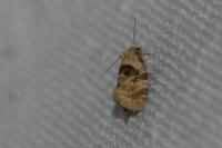Phalonidia manniana/udana
