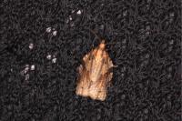 Clepsis spectrana