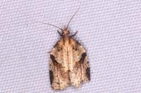 Clepsis spectrana