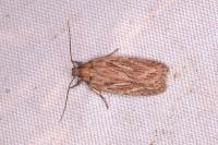 Depressaria