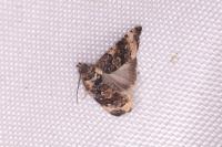 Endothenia
