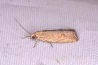 Bactra