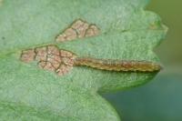Bucculatrix bechsteinella