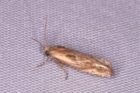 Eucosma gr. cana