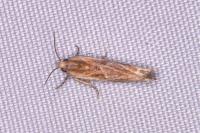 Eucosma gr. cana