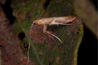 Caloptilia stigmatella