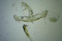 Oegoconia deauratella