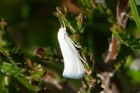 Elachista argentella