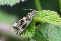 Celypha lacunana