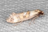 Epermenia pontificella