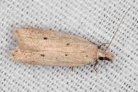 Nothris verbascella